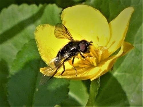 Pipiza sp.